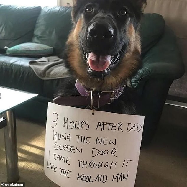 Oops!  One person shamed their dog after the animal ruined their new screen door just three hours after it was finished