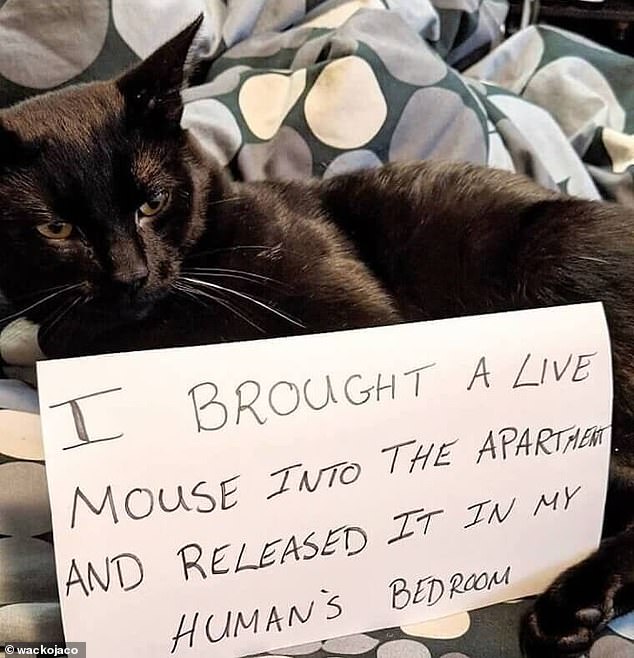 Creepy: This cat was shamed with a handwritten note after the cat brought a live mouse to their American owner's apartment