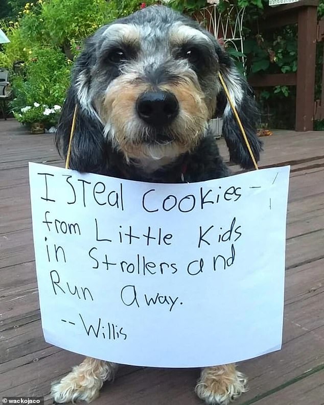 Willis, the thief: This dog – believed to be based in the US – was accused of stealing cookies from small children in strollers and then running away