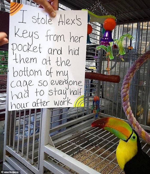 That's not nice!  This bird hid their owner's keys, forcing staff members to stay half an hour after their shift was supposed to end