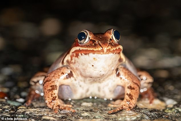 Similarities: Crickets and frogs are known to try to outdo each other in an attempt to attract the attention of females (stock image)