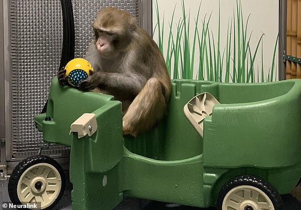 The Physicians Committee for Responsible Medicine filed a lawsuit against the University of California, Davis, where the experiments were held, claiming it must turn over video footage and photographs of the experiments under California's Public Records Act.  Pictured is an image of a monkey shown on the Neuralink website