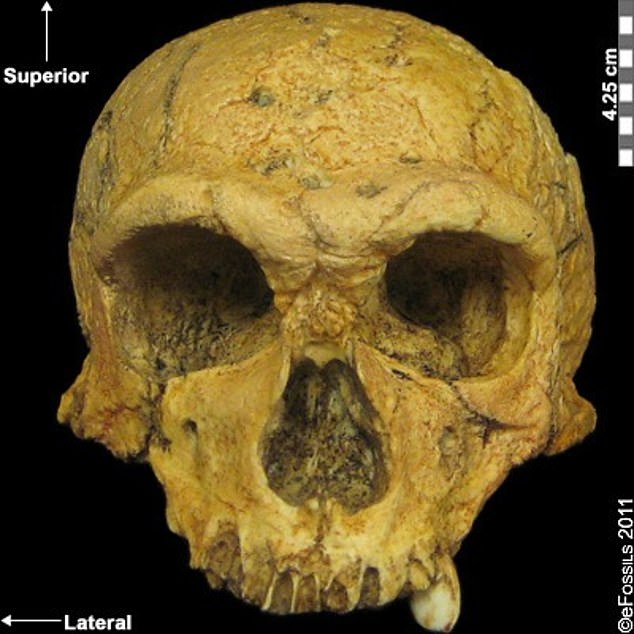 The skull, found in La Chappelle-aux-Saints in 1908, has an almost complete lower jaw and skull that experts