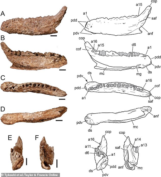 The bone was somewhat of a mystery to paleontologists Ronald Tykowski, Dori Contreras, and Christopher Noto since it was unlike anything they had discovered before.