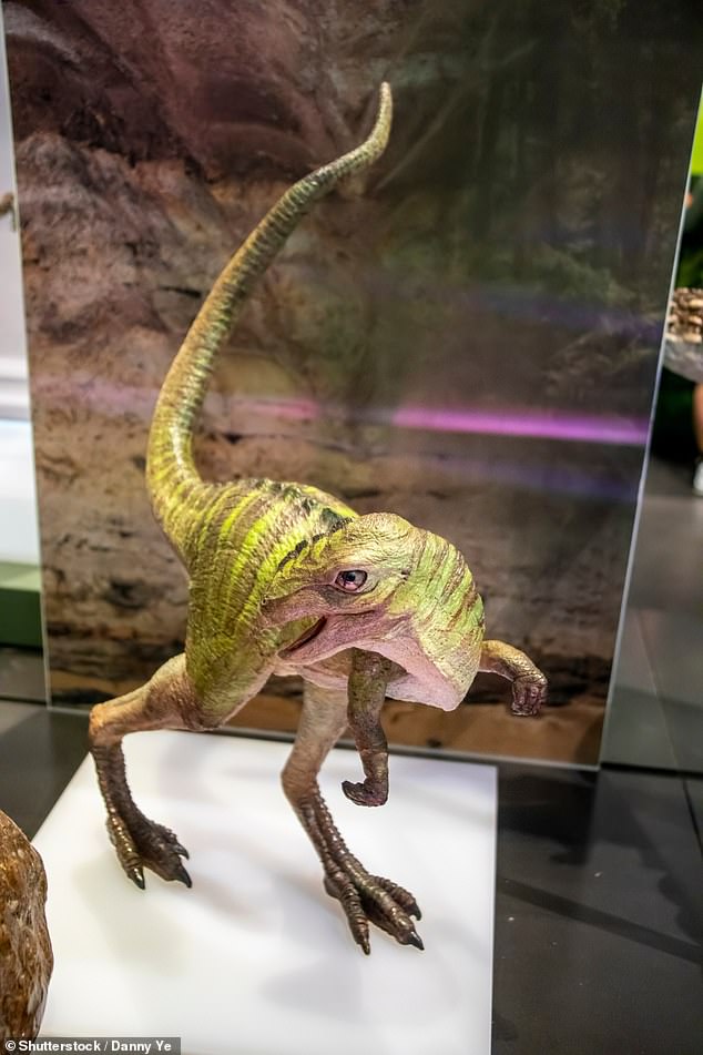 Ampelognathus coheni was not only related to Qantassaurus intrepidus, but was also a sister species to a group of ornithopods consisting of Thescelosaurus and Iguanodontia.