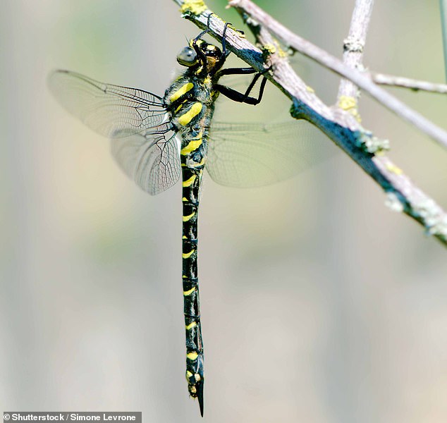 Invertebrates like this blue-eyed golden-ring are more vulnerable than previous estimates thought, with nearly a quarter of invertebrate species threatened with extinction.