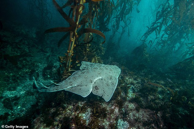 Saltwater and freshwater environments are also under threat, but researchers say responsible fishing practices could benefit the animals and the fishing industry.