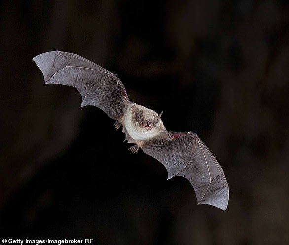 In Europe, 41 members of the mammal family are at risk of extinction, including this long-toed bat