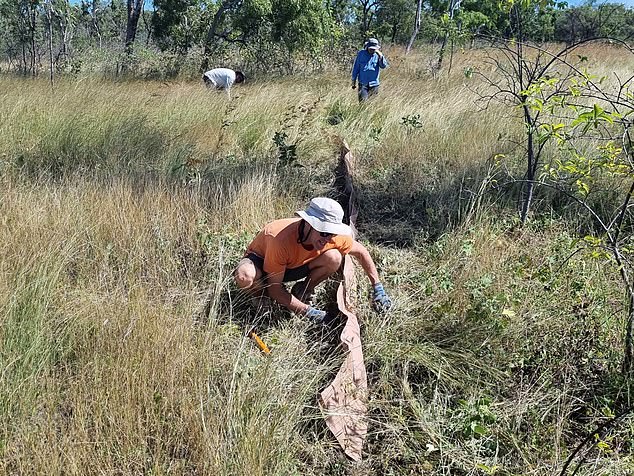 Researchers from the Queensland Museum and experts from James Cook University set out to find the rare skink in April