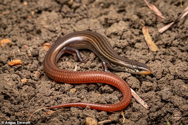 The Lyon grassland striped skink was recently listed as critically endangered by the Queensland and Australian governments