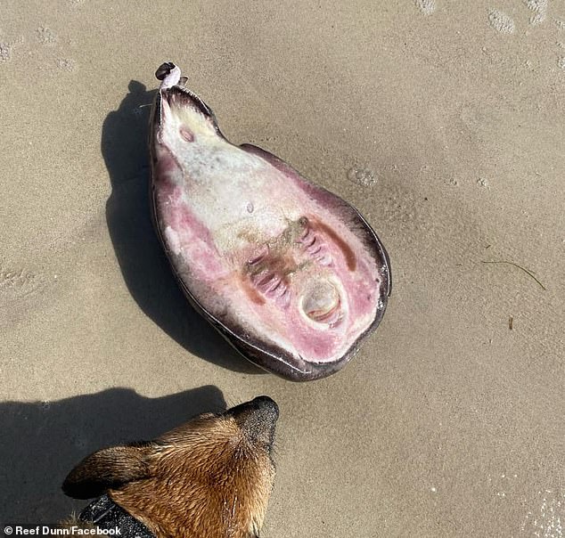 The strange-looking creature is also called an insensible fish and can deliver a shock of up to 200 volts.