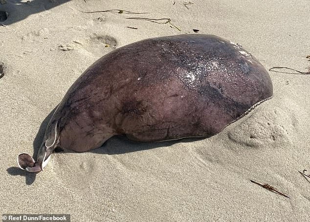 Coffin rays typically hide under the sand in bays and shallow waters in most states and territories