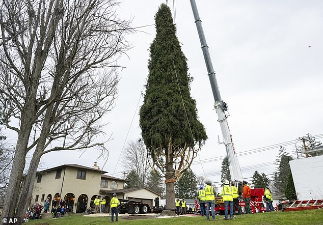 The tree, donated by the McGinley family of Vestal, is 80 feet tall, 43 feet wide and weighs 23 tons, according to Rockefeller Center.