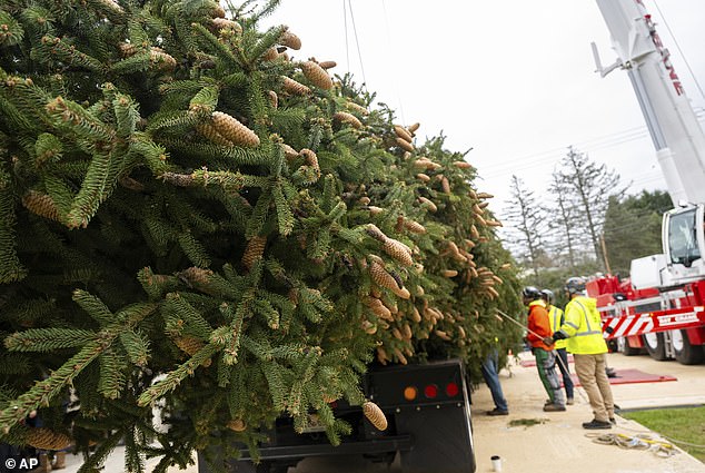 The Christmas tree is expected to arrive in Manhattan on Saturday