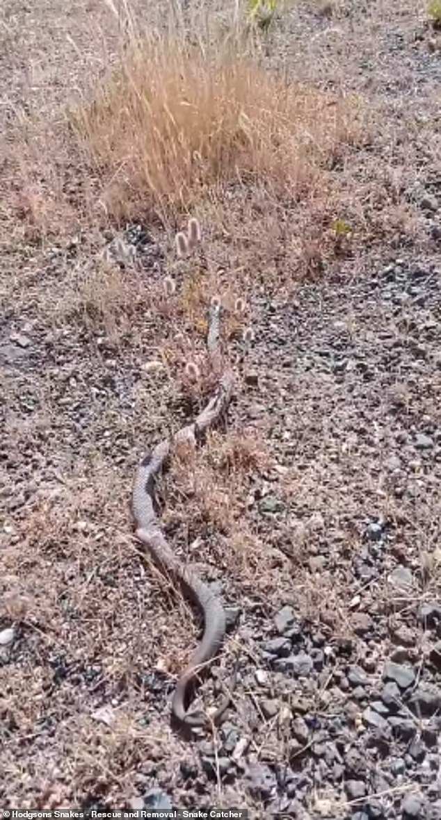 Video footage uploaded to the Hodgsons Snake Catchers page showed a close-up of the tiger snake