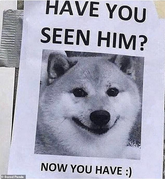 Cute!  Elsewhere, a proud dog owner made missing style posters for his dog, just to show him off