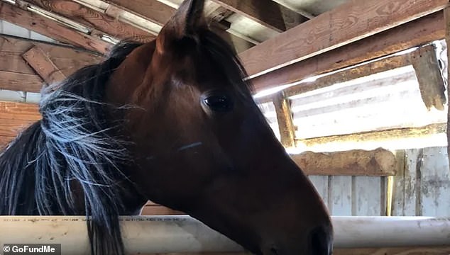 There is a horse pictured on the GoFundMe started for the riders of Tioga Downs Casino