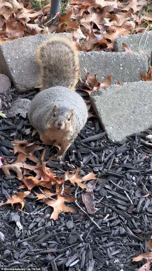 Shortly after the video went viral, Zak shared more footage of the same squirrel