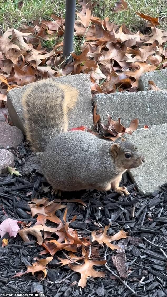 It showed the squirrel looking directly at Zak's camera for a few seconds before quickly turning to the side for a better view of its body and fluffy tail