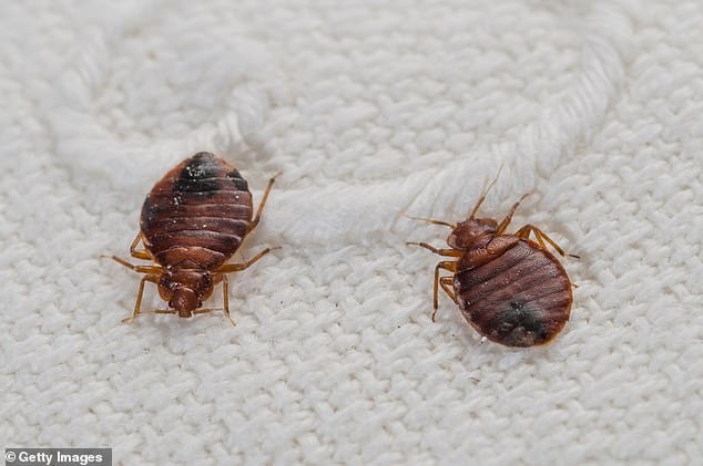 Bed bugs are blood-sucking insects that normally hide in mattresses, loose wallpaper and cushion and furniture seams.