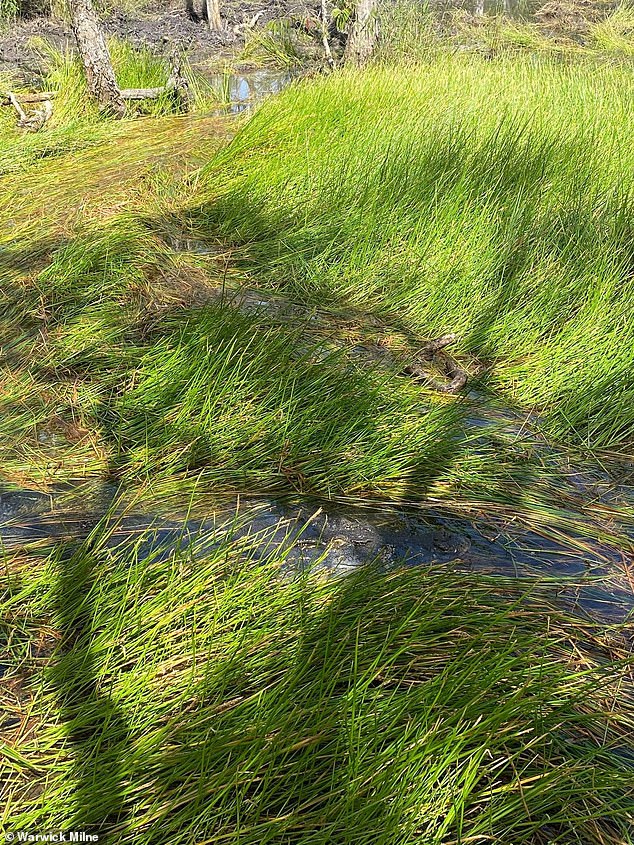 A terrifying image shared by Australian hunter Scott Gorman showed how he could have easily been snatched by a camouflaged crocodile in long grass (Picture: Warwick Milne)