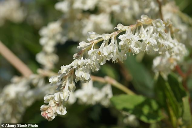 Russian vine (pictured) - fallopia baldschuanica - is a native and often invasive climbing vine that also commonly goes by the names mile-a-minute, Bukhara fleeceflower, Chinese fleecevine and silver lace vine