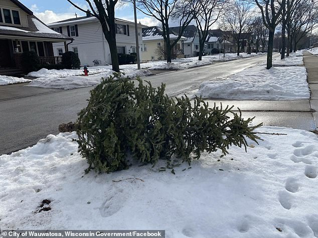 The city of Wauwatosa, Wisconsin recommends mulching Christmas trees after the holidays