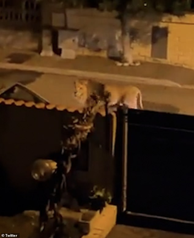 A terrified local shared the shocking footage on X, formerly known as Twitter, which showed the animal walking through the streets of Ladispoli, home to around 40,000 people.