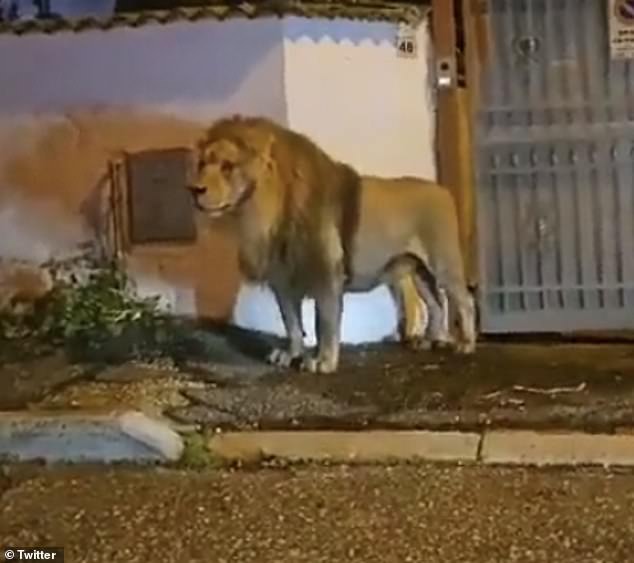 A shocking video has captured the moment an escaped lion casually walks down a residential street in Rome