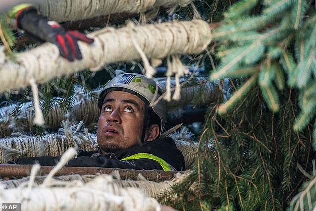 Known for its enchanting display of glittering Christmas lights, the tree will soon be decorated with an eight-kilometer-long string of more than 50,000 multi-colored LEDs