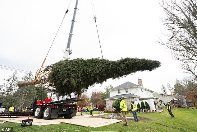 The iconic tree was packed for transport on Thursday and lifted onto a flatbed truck