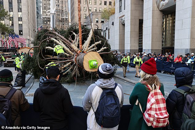 A group of excited passersby watched as workers used heavy ropes and metal bars to lift the giant bush.