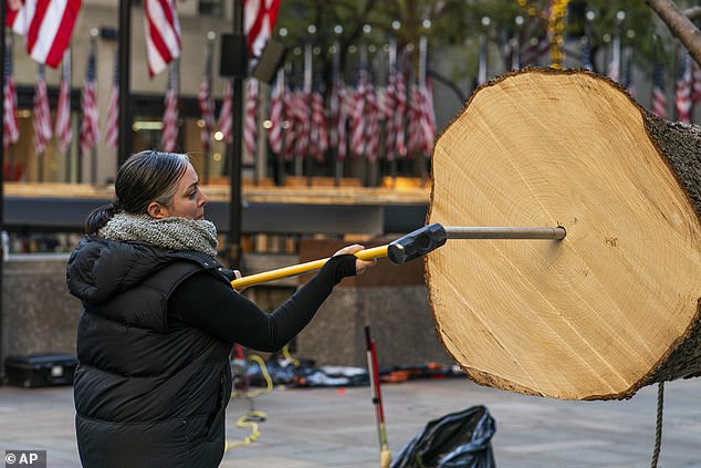 The evergreen plant was donated by a Vestal family and made a 200-mile journey from the upstate New York city before making its way down to the Big Apple