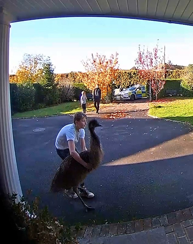 Another video showed two men and a boy chasing the bird as it walked up the driveway