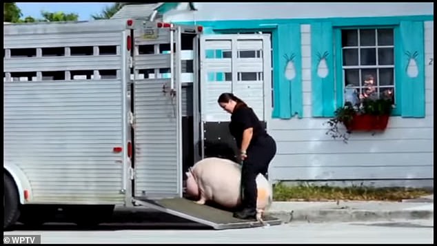 Pork Chop was carried out of the house and loaded into a van on Thursday evening