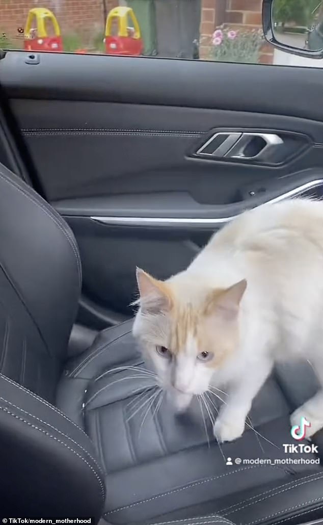 Cat with Driver: Zazu reaches the car and hops into the vehicle for the rest of the ride home