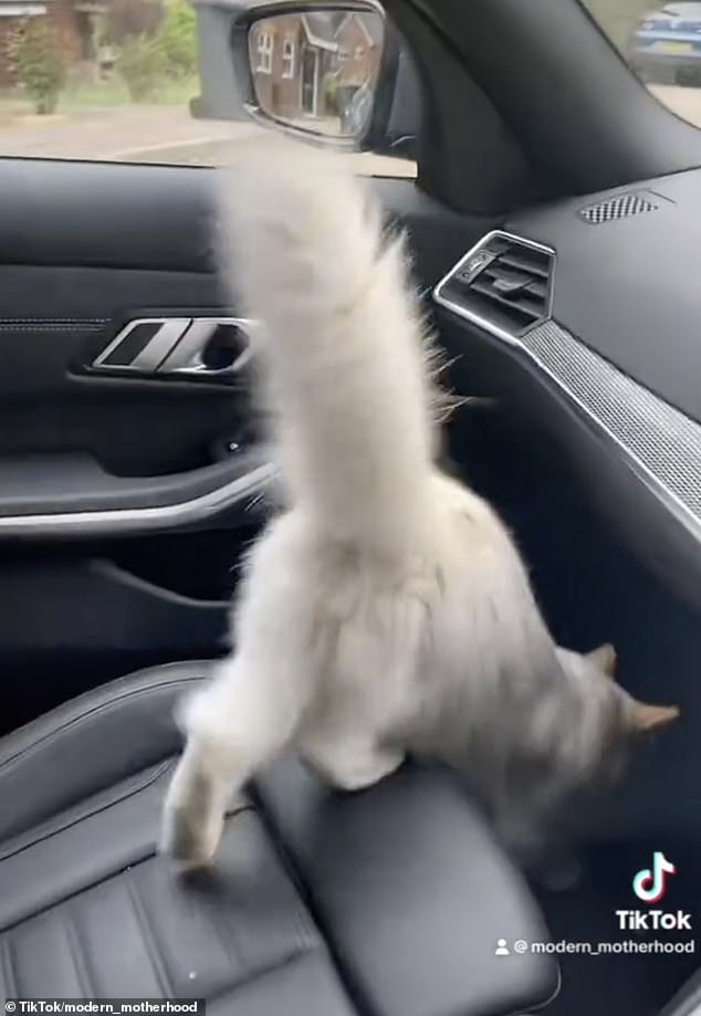 Zazu climbs over Jess before jumping into the passenger seat and exploring the car's legroom