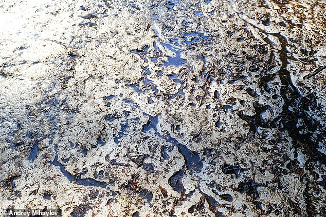 Permafrost is ground that remains permanently frozen even during the summer months.  Pictured: Arctic ice melting in spring