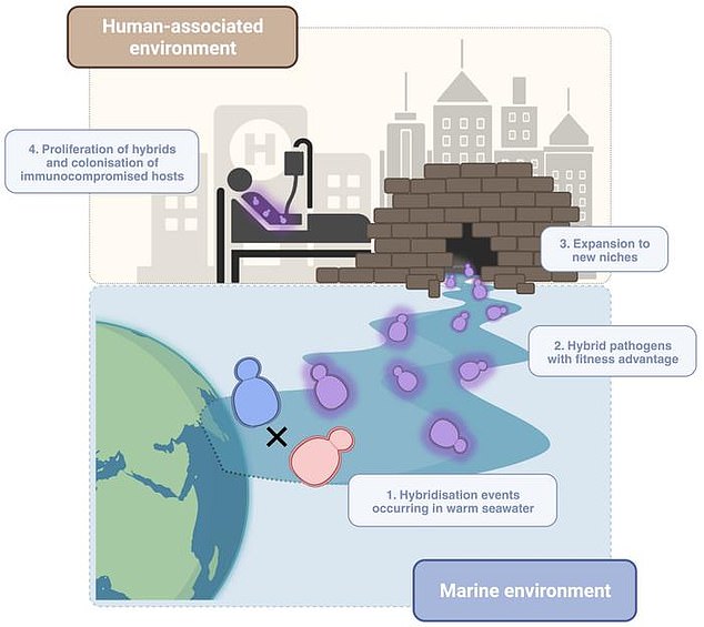 The new super strain has acquired specific characteristics, such as infecting the human body, growing at higher temperatures, and resistance to antifungal drugs.