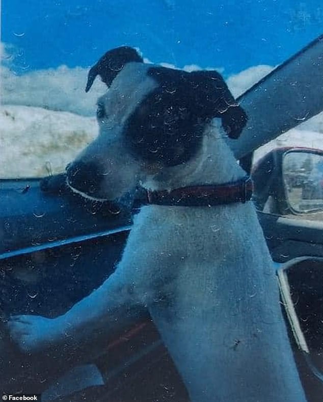 Pictured: Moore's best friend Finney, a Jack Russell terrier, stayed by his owner's side for more than two months during the devastating ordeal.  Finney was treated at an animal hospital and reunited with her family