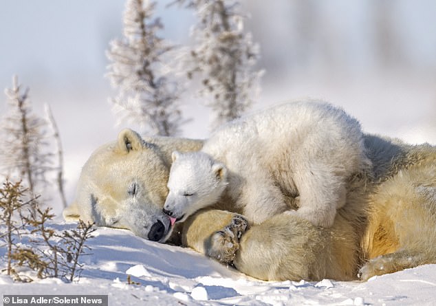 The sleepy mother took a well-deserved nap while her little cub stuck out his tongue to lick her face