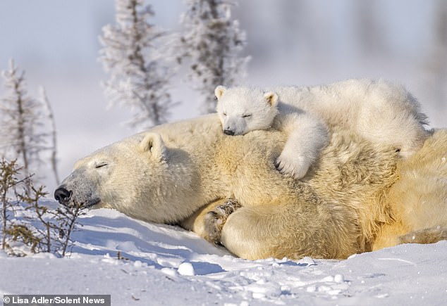 The cub clung to its mother's back as the pair took an afternoon nap