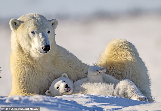 The playful cub was pictured with his protective mother in an adorable moment