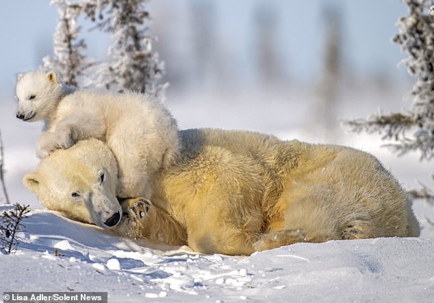 The mischievous cub climbed over his mother as she tried to rest with her handful