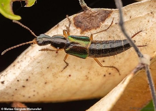 Loncovilius carlsbergi is one of six Loncovilius beetles described by researchers in a new paper.  Another animal, Loncophilius edwardianus, is pictured crawling through foliage in the Valdivian temperate rainforest in Chiloe, Los Lagos, Chile.