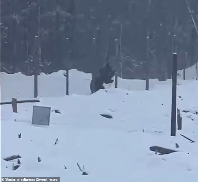 The bear managed to climb through the fence and enter the gas drilling site in Siberia