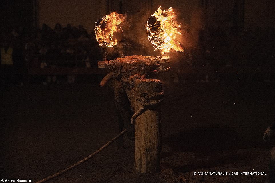 From another angle, the bull is seen to have been caked in mud, with a wooden beam on its head to limit burns