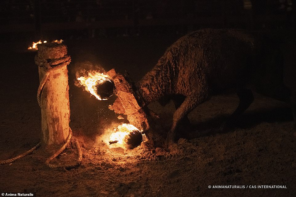 “Attaching balls of burning pitch to a live animal is barbaric and puts a stain on Spain's reputation in the international community,” says PETA Vice President for UK and Europe Mimi Bekhechi