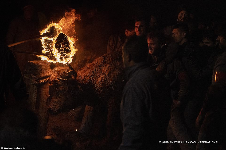 “PETA is calling on Spanish authorities to put an end to this violent bull-burning festival and replace it with a new celebration that leaves animals in peace instead of in flames.”