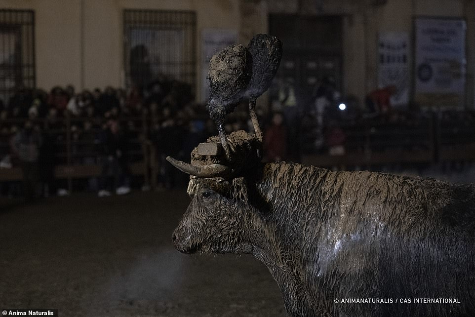 The bull stands alone, caked in mud, as crowds watch on after the event on November 12, 2023